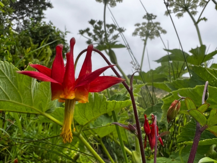 Western Columbine